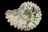 Bumpy Ammonite (Douvilleiceras) Fossil - Madagascar #134182-1
